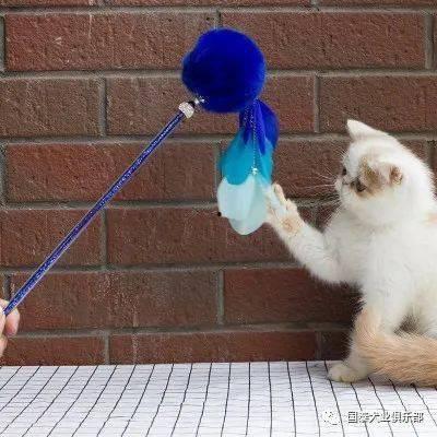 玩滑梯的猫咪娱乐吃瓜酱